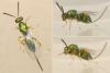 Torymus sp.